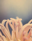 Plakat - Summer Flowers 81 - Admen.dk