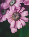 Plakat - Summer Flowers 99