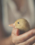 Plakat - Save the Duck