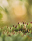 Plakat - Green Plants 11 - Admen.dk