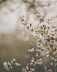 Plakat - Apple Trees 01