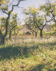 Akustik - Apple Trees 02