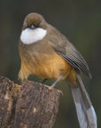 Plakat - White-throated laughingthrush