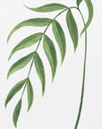 Poster - Clay green branch