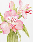 Plakat - Pink watercolor alstroemeria