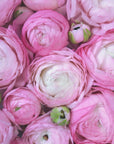 Plakat - Pink ranunculus