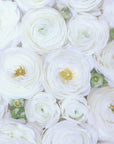 Plakat - Pure white ranunculus