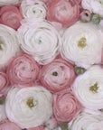 Poster - Scattered ranunculus in muted pink II