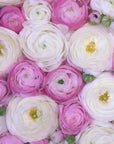 Poster - Scattered ranunculus in pink I