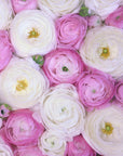 Plakat - Scattered ranunculus in pink II