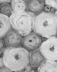 Plakat - Scattered ranunculus grayscale II