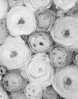 Plakat - Scattered ranunculus grayscale I