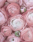 Poster - Subdued blush ranunculus