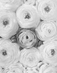 Poster - Singular ranunculus gray