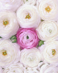 Plakat - Singular ranunculus in hot pink