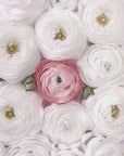 Plakat - Singular ranunculus in blush