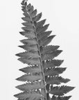 Plakat - Gray fern leaf