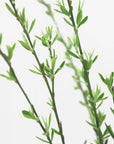 Plakat - Green dainty branch