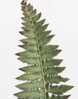 Poster - Green fern