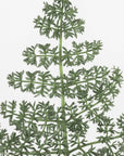 Plakat - Green dainty leaves