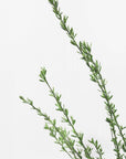 Poster - Little green branches