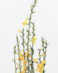 Plakat - Yellow blooms