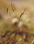 Poster - Magic stamen