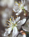 Plakat - Spring blooms I