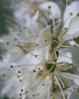 Poster - Spring blooms II