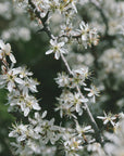 Poster - Spring blooms III