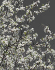 Plakat - Spring branches
