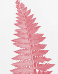 Plakat - Pink fern leaf
