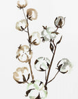 Plakat - Watercolor cotton branch II