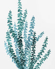 Plakat - Watercolor eucalyptus branch in teal