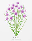 Plakat - Chives I