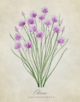 Poster - Chives vintage