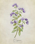 Plakat - Oregano vintage