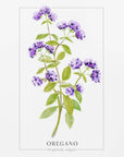 Plakat - Oregano II
