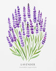 Poster - Lavender I
