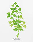 Plakat - Parsley I