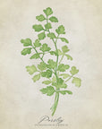 Poster - Parsley vintage
