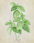 Plakat - Basil vintage