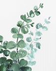 Plakat - Watercolor eucalyptus bouquet