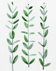 Poster - Watercolor eucalyptus parvifolia