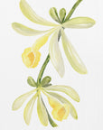 Plakat - Watercolor vanilla orchid
