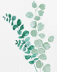 Poster - Two eucalyptus branches