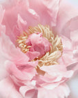 Plakat - Blush peony I