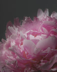Plakat - Moody pink peony I