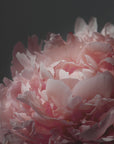 Poster - Moody blush peony I
