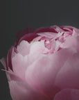 Poster - Moody pink peony II